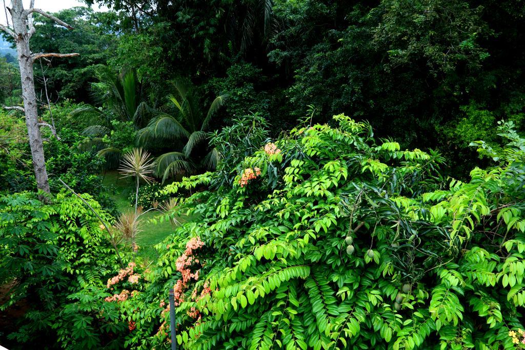 Nivahana Homestay Kandy Luaran gambar